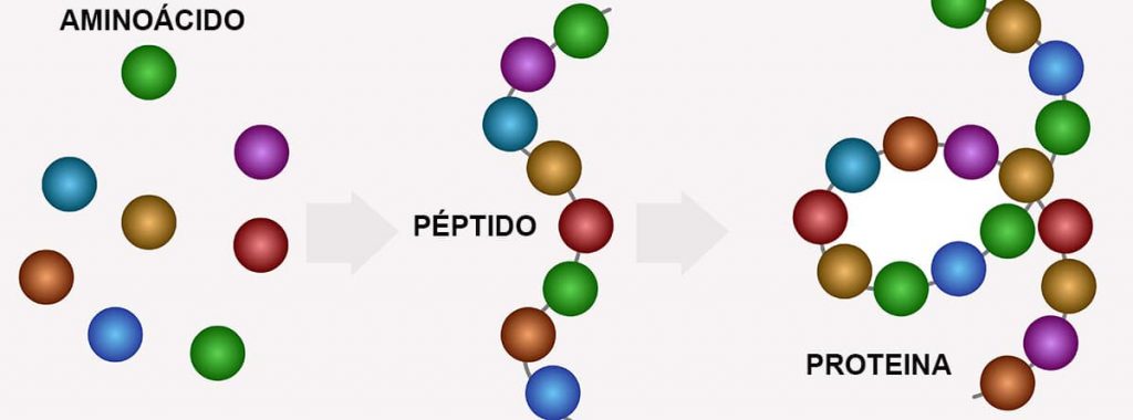 petido1 1 1024x380